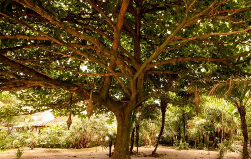 Guia de Maraú - Pousada Na Villa dos Algodões