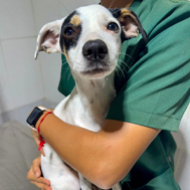 Guia de Maraú - Quatro Patas Clínica Veterinária e Pet Hotel